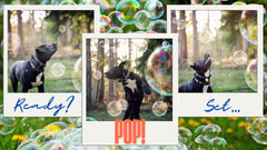 Bubbletastic bacon bubbles play closeup shows dogs chasing floating bubbles for active exercise.