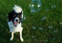 Bubbletastic dog bubble sampler cheese scent bottle and paw prints
