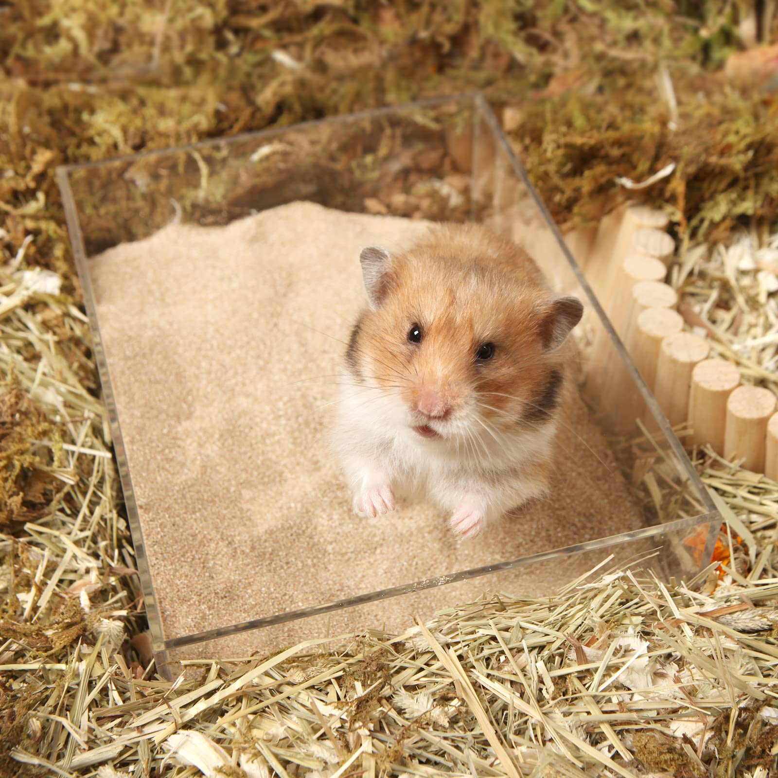 BUCATSTATE soft grooming sand absorbs oils for a glossy, neat coat.