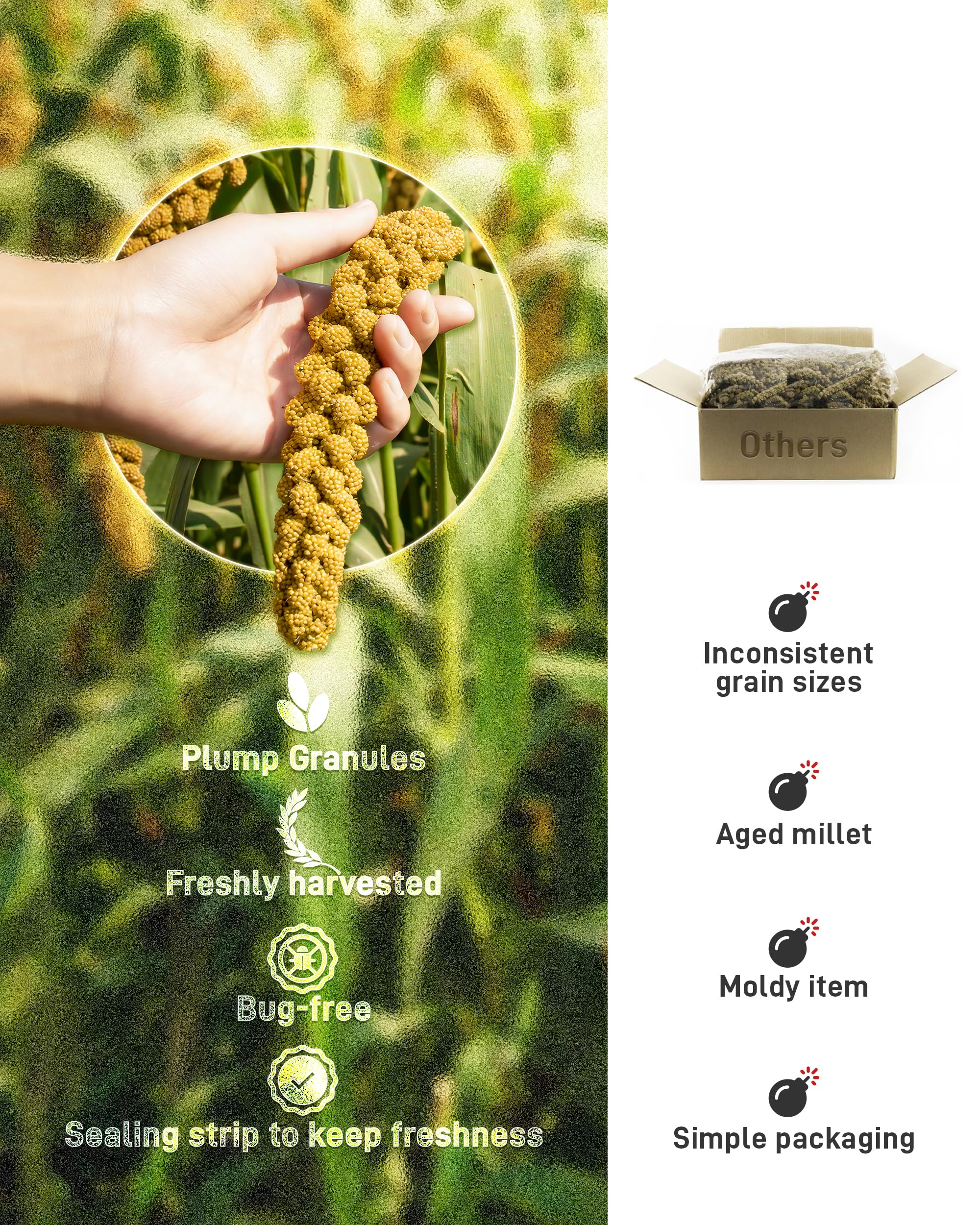 BUCATSTATE spray millet in cage encourages foraging and bonding.
