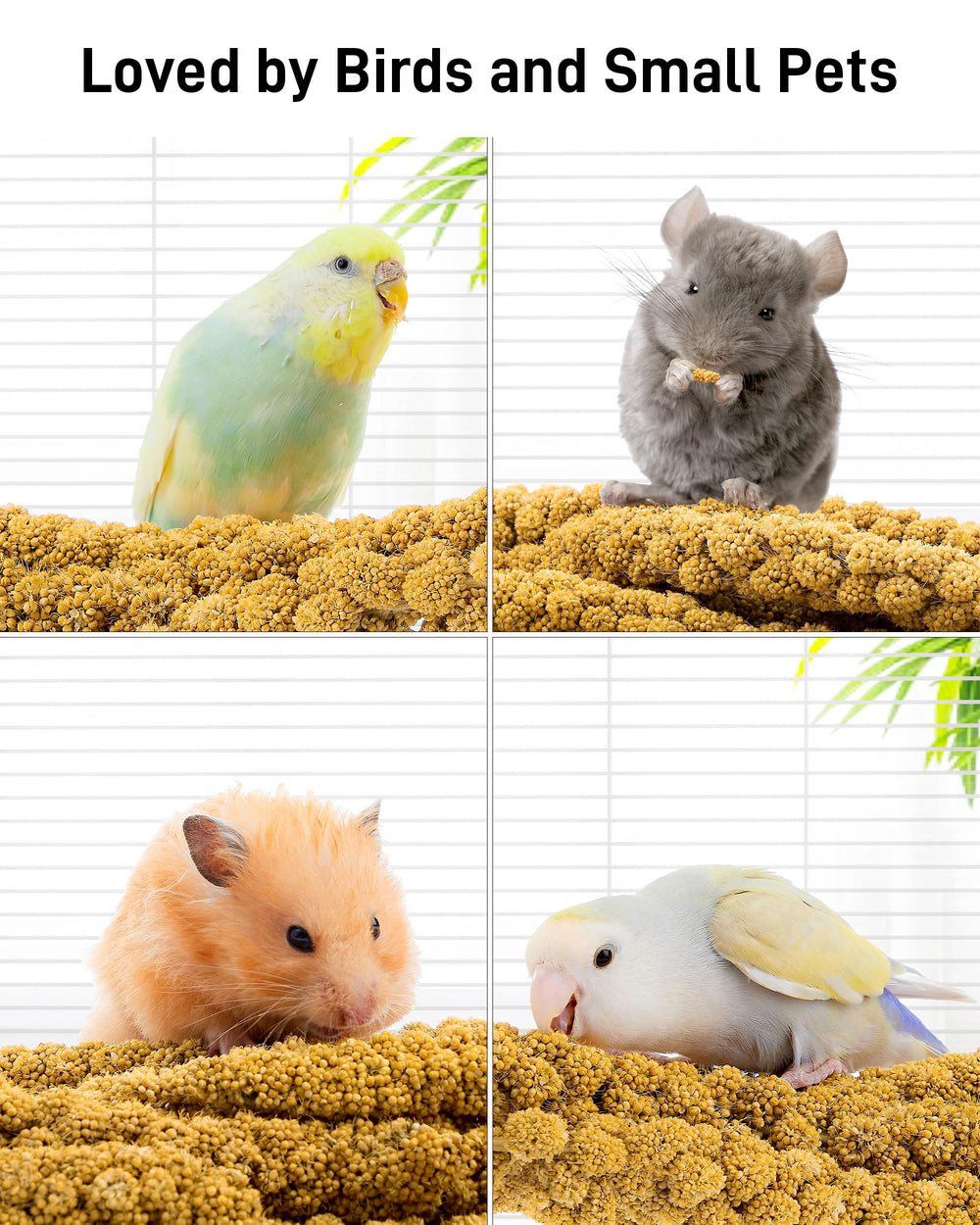 BUCATSTATE millet treats enjoyed by multiple small birds.