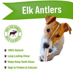 Buck Bone Organics elk antler chews close-up show natural texture and durability for strong chewers.