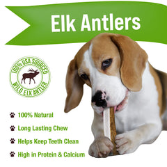 Buck Bone Organics elk antler medium dog chew close-up, durable chew for aggressive chewers.