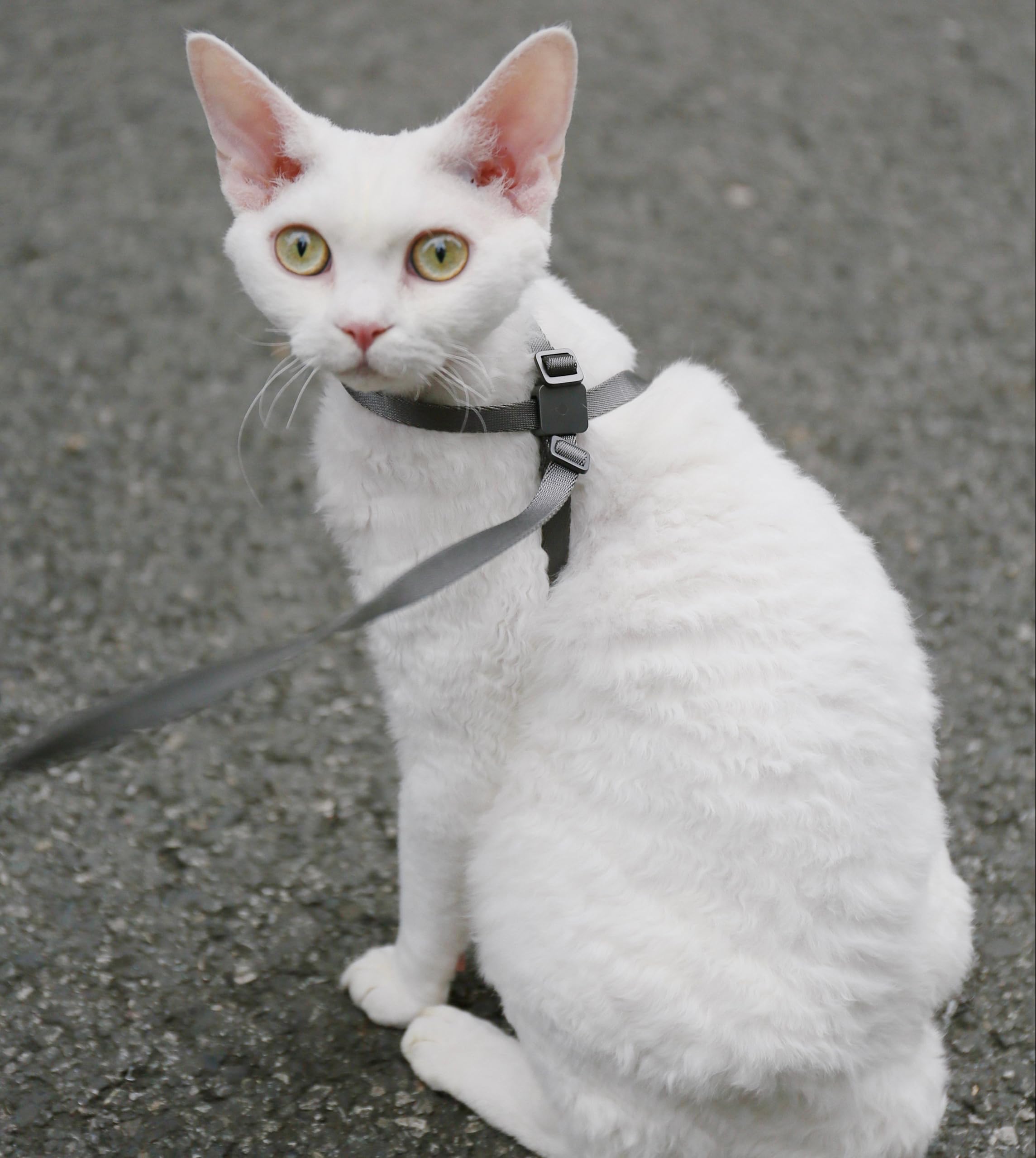 BuddyArmor cat harness daily-use comfort supports calm outings
