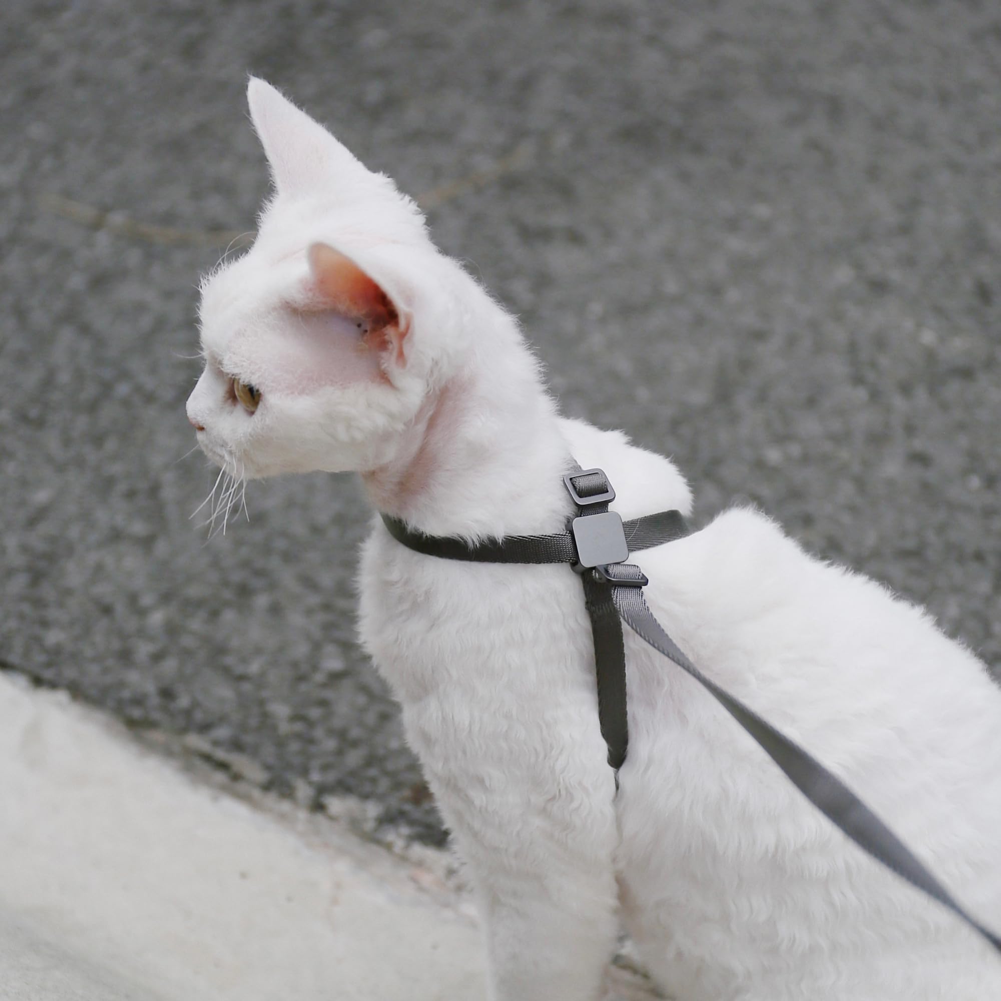 BuddyArmor cat harness lightweight nylon straps reduce bulk during long strolls
