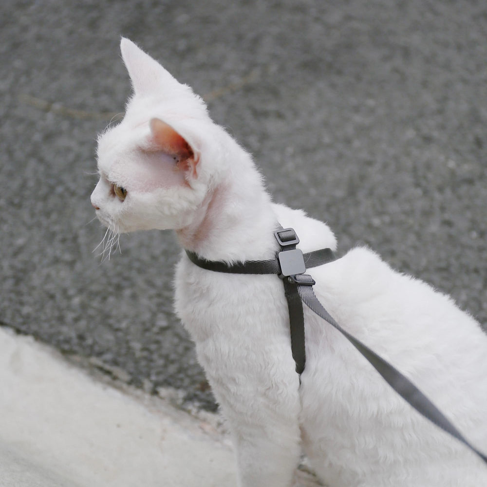 BuddyArmor cat harness lightweight nylon straps reduce bulk during long strolls