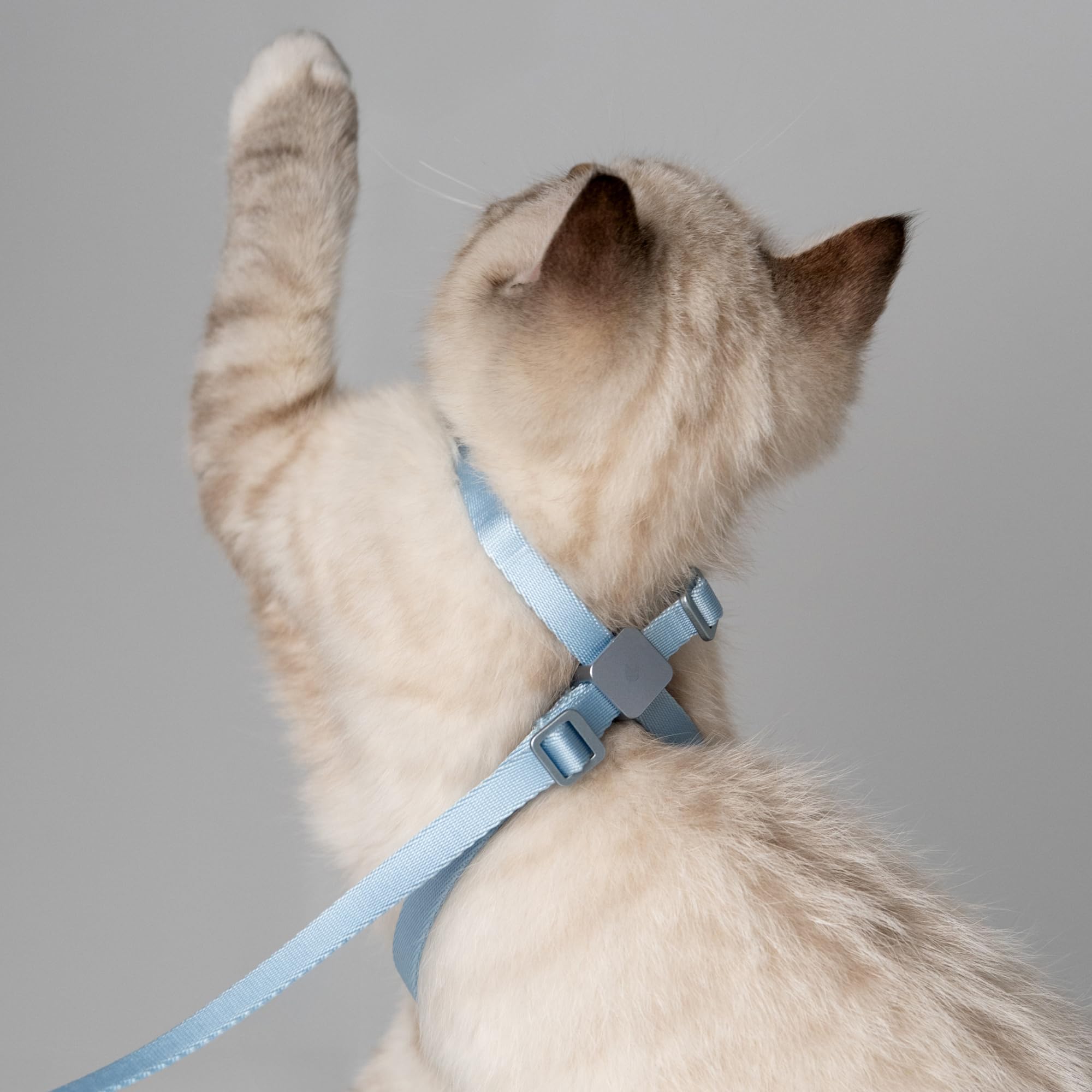 BuddyArmor cat harness midnight black color looks sleek for urban adventures