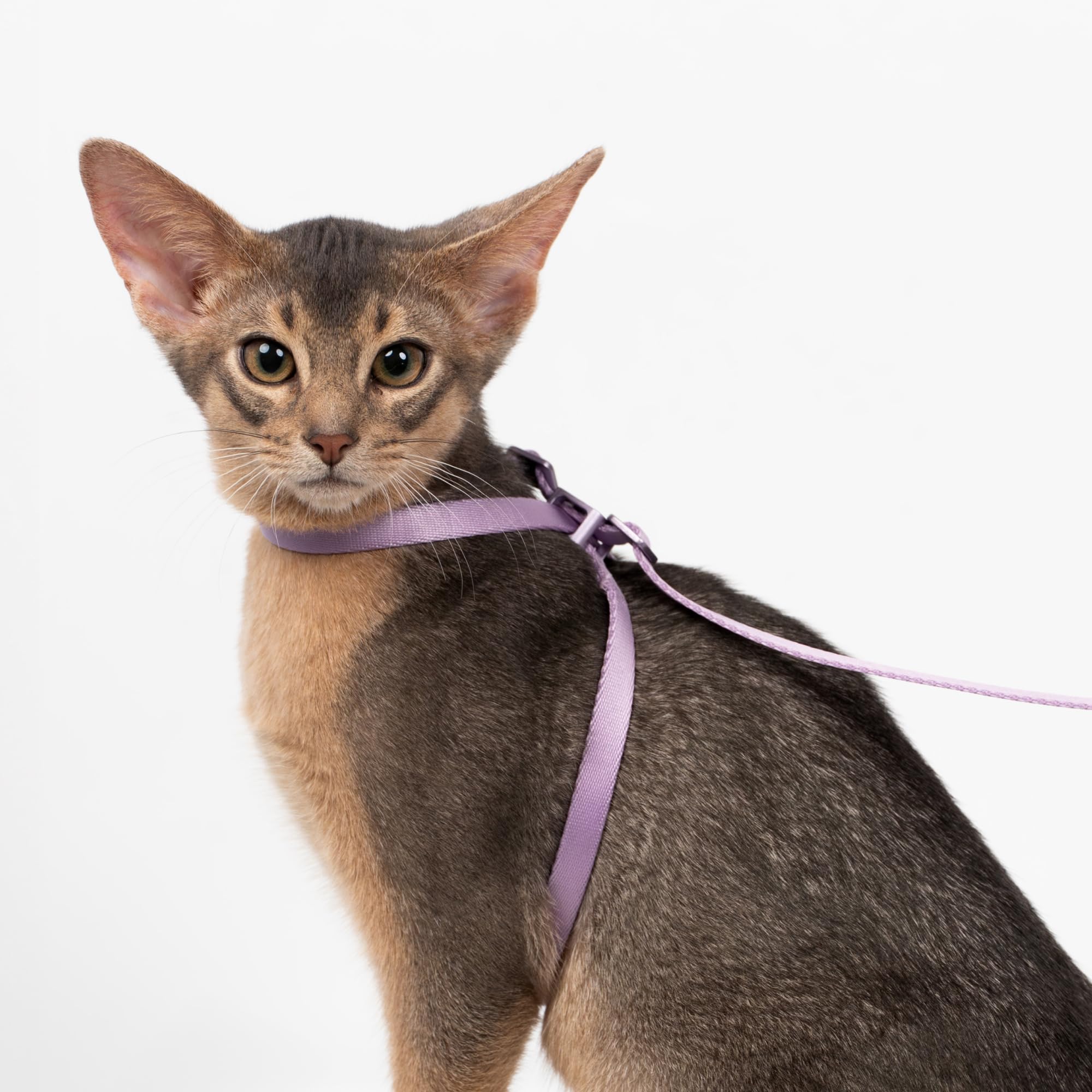 BuddyArmor cat harness ring design shows oval and round options with secure locking