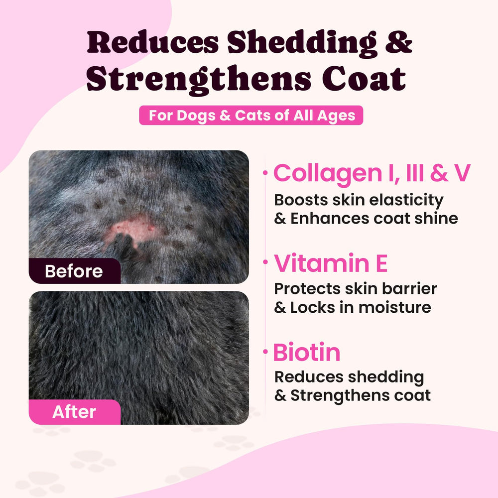 BuddyCheer collagen liquid served beside pet bowl for easy mixing.