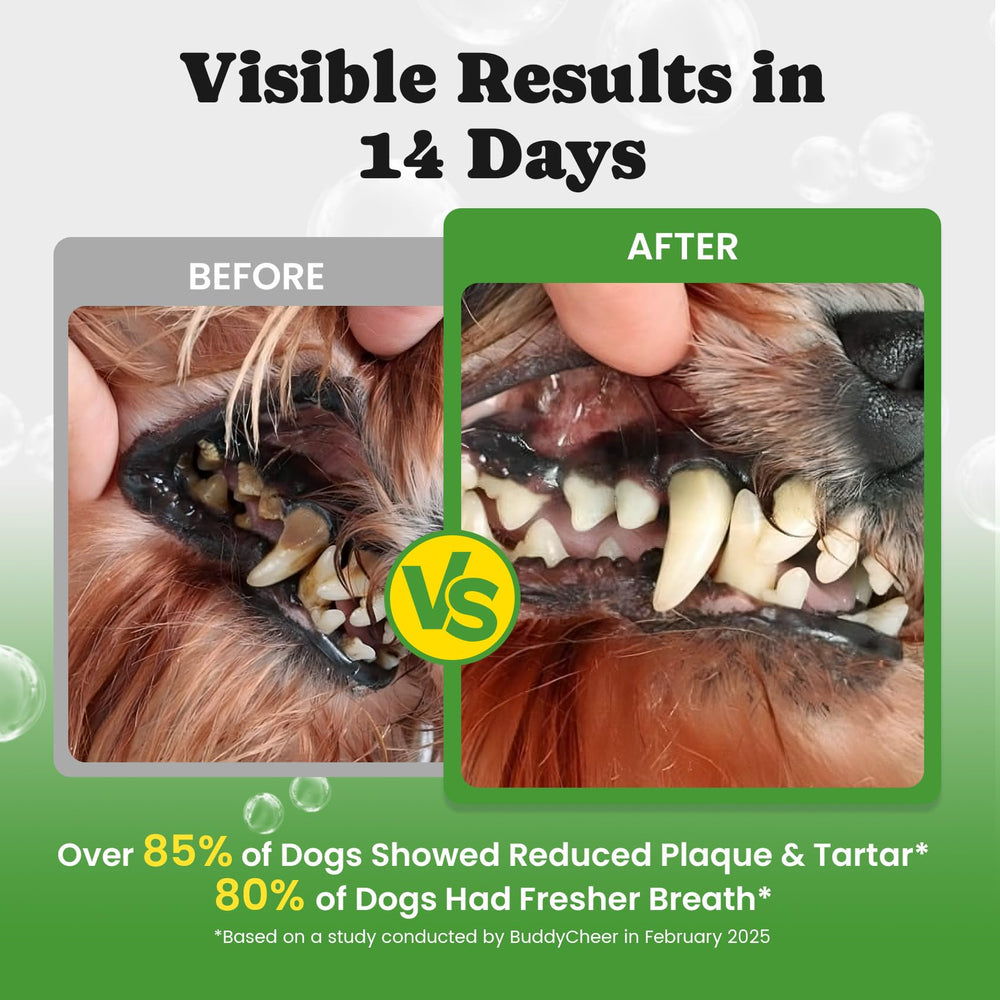 BuddyCheer dog dental powder with measuring spoon for simple daily dosing.