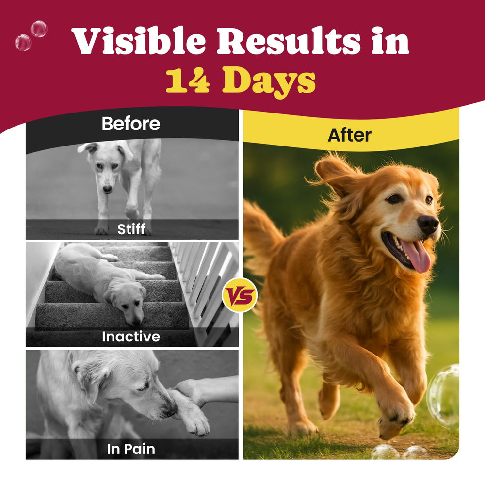 Perro senior activo gracias a las gominolas de BuddyCheer.