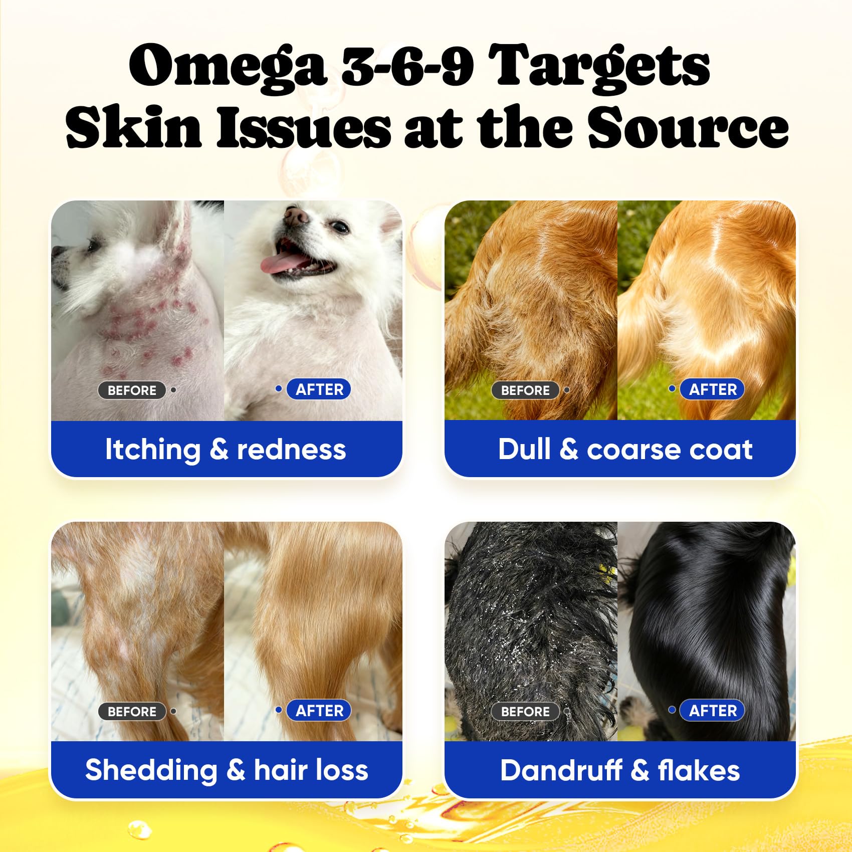 BuddyCheer Omega-3 promoting coat shine on a healthy-looking dog.