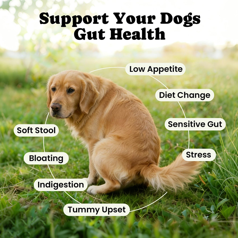 BuddyCheer probiotics powder sprinkled on dog food for gentle digestion