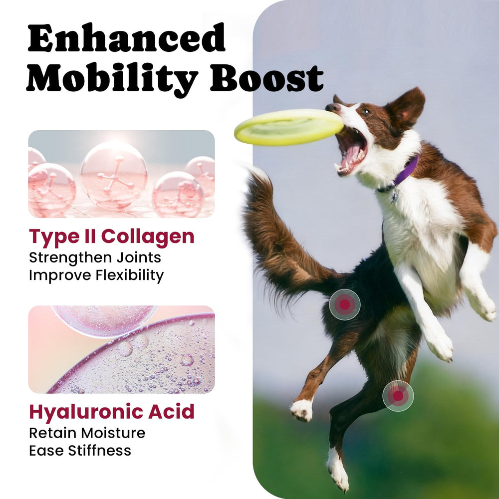 BuddyCheer turmeric omega-3 chews photo suggests anti-inflammatory support and overall mobility