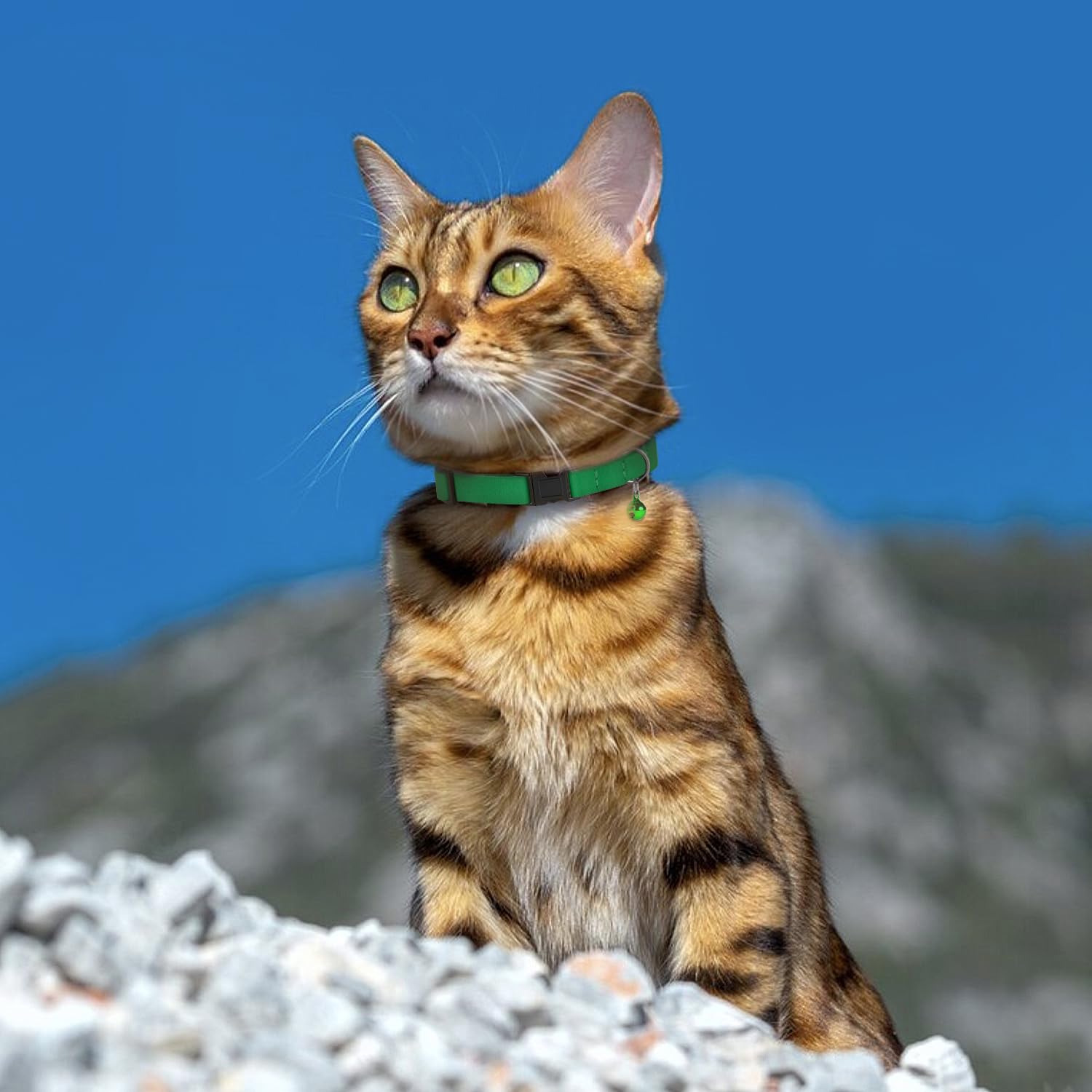BUDKAS Breakaway Cat Collar Leather Aquamarine with Removable Bell adds bright daily visibility.