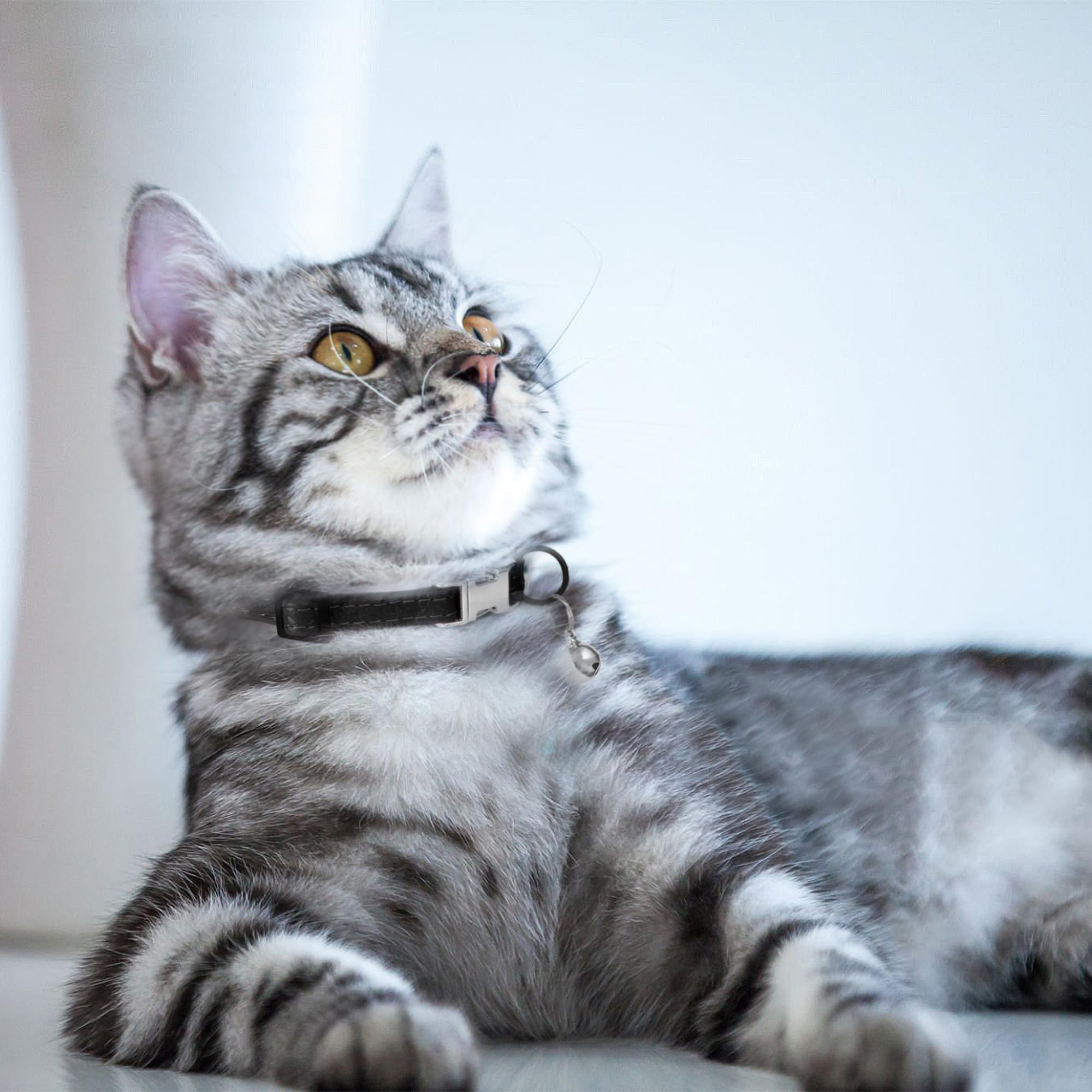 BUDKAS leather cat collar color black delivers timeless, subtle style.