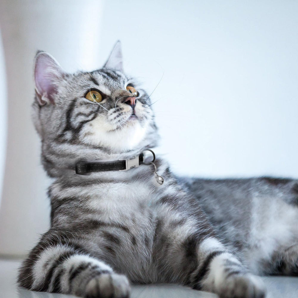 BUDKAS leather cat collar color black delivers timeless, subtle style.