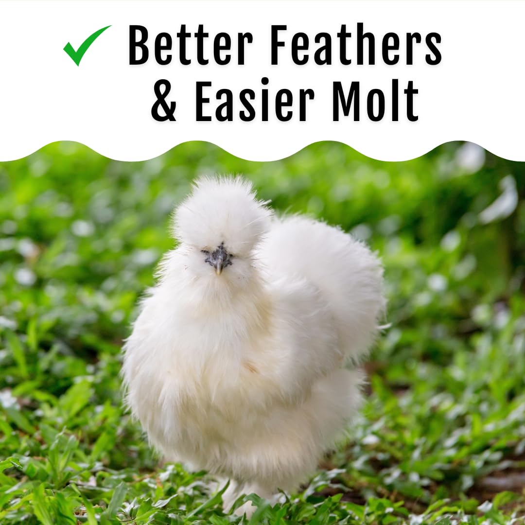 Buff Clucks Grub Fuel BSFL on feeder; supports feather health.