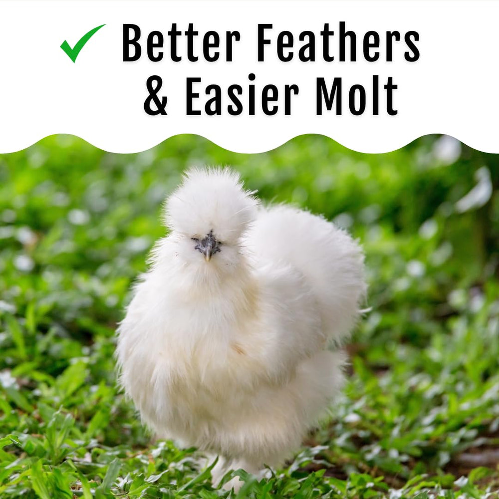 Buff Clucks Grub Fuel BSFL on feeder; supports feather health.