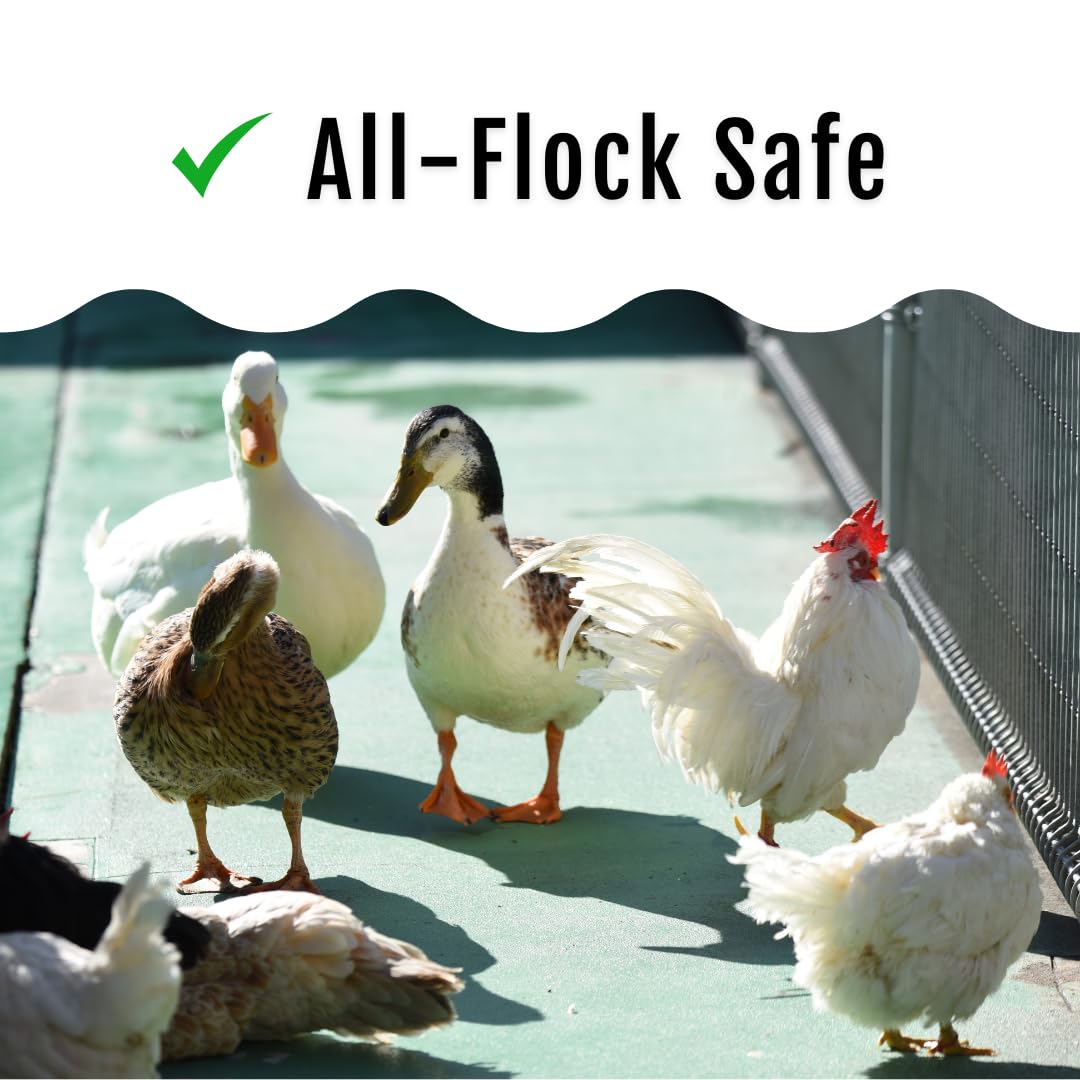 Buff Clucks Grub Fuel BSFL snack; useful during molting periods.