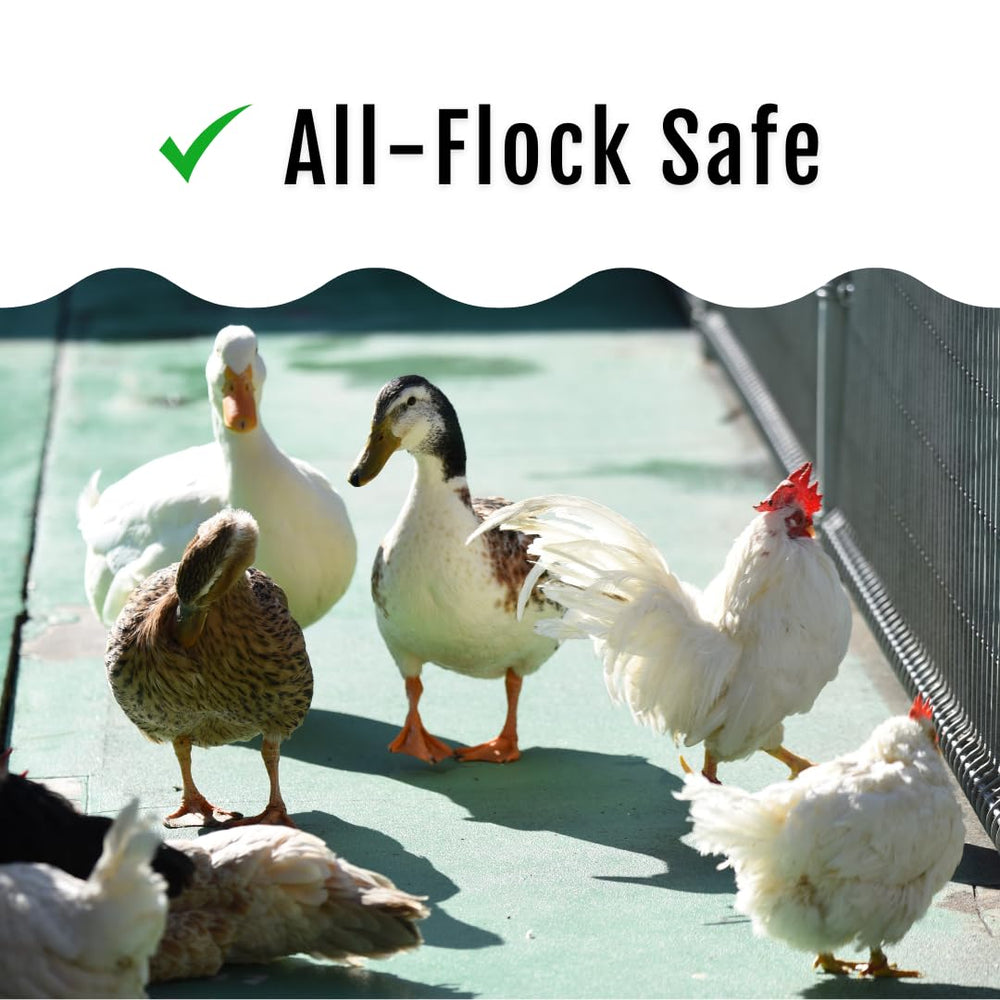 Buff Clucks Grub Fuel BSFL snack; useful during molting periods.