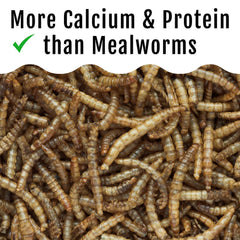 Buff Clucks Grub Fuel BSFL protein-dense feast; supports muscle and feather health.