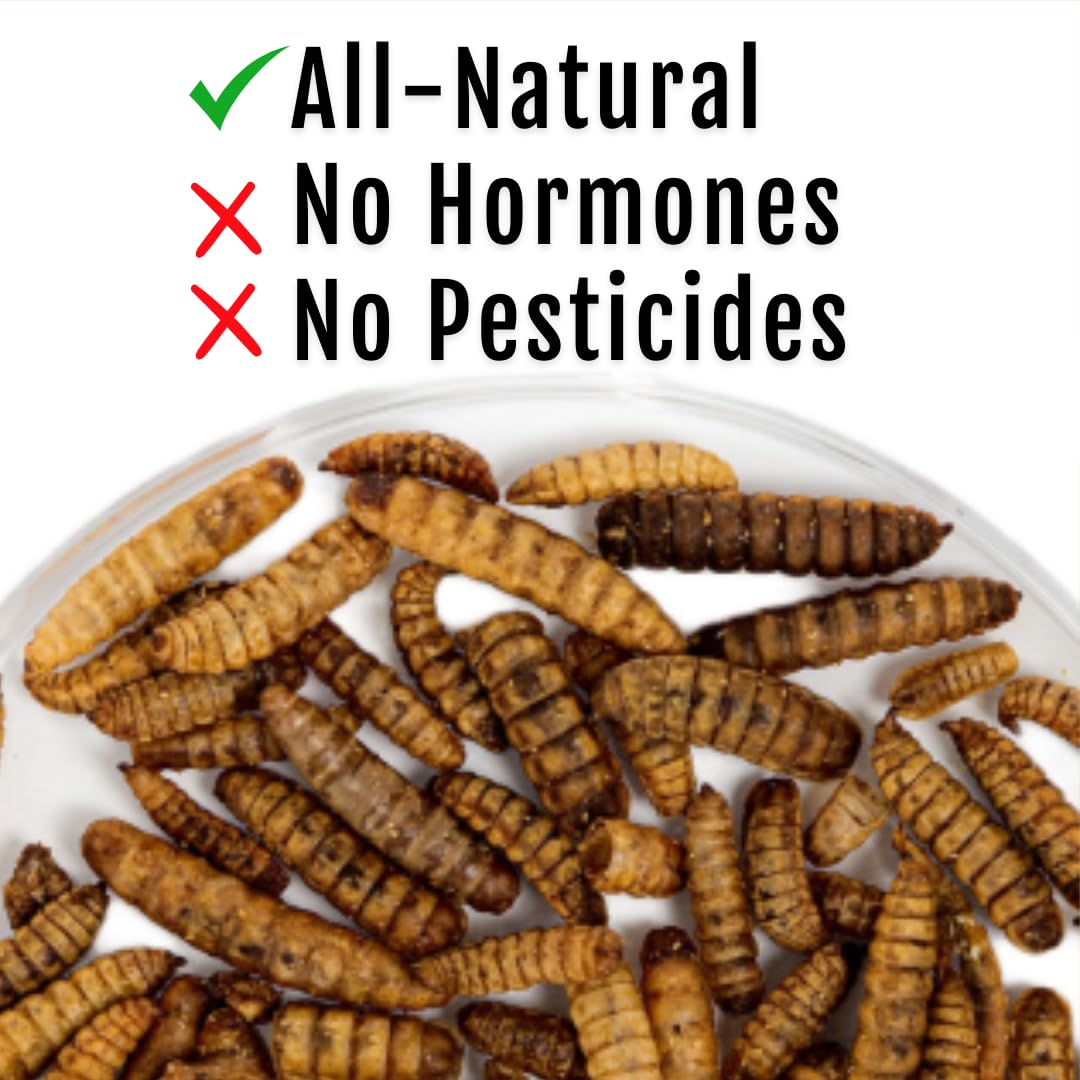 Buff Clucks Grub Fuel BSFL bag—USA-made sustainable poultry snack.