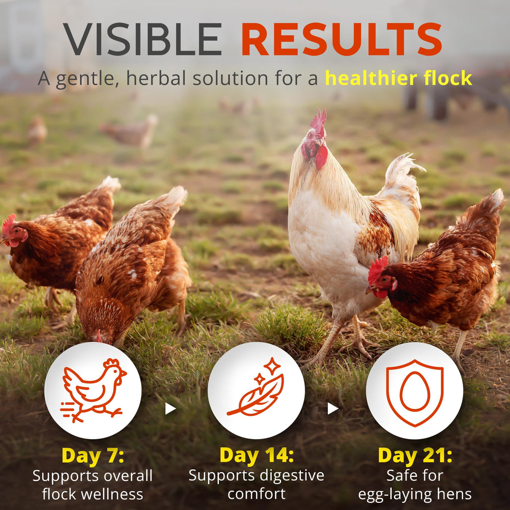 Buff Clucks WormStop powder mixed with wet feed for hens' daily wellness