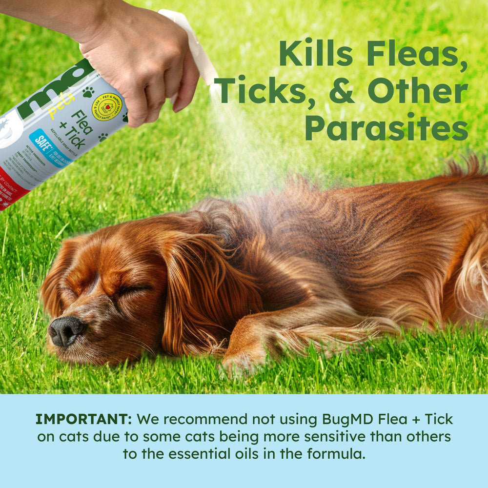 BugMD spray on bed and kennel for convenient pet spaces.