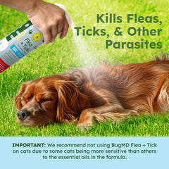 BugMD spray on bed and kennel for convenient pet spaces.
