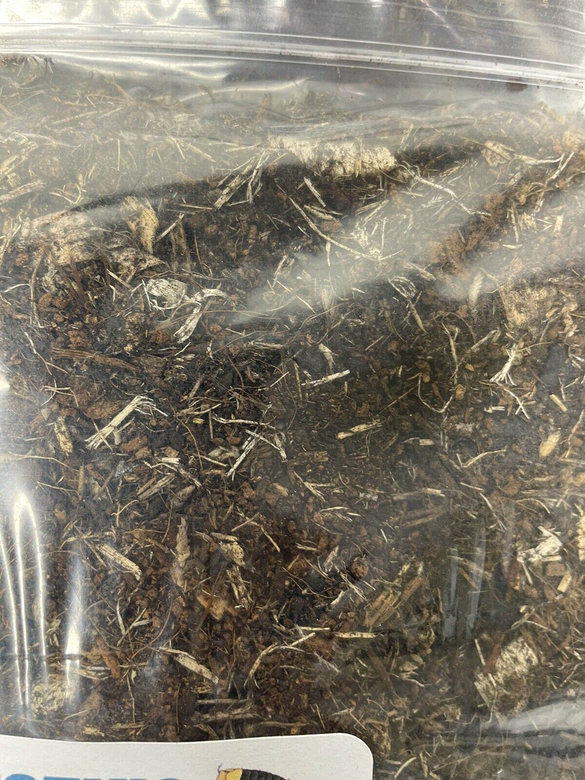 Bugzy Bugs Isopod Substrate close-up shows moisture-rich texture ideal for burrowing