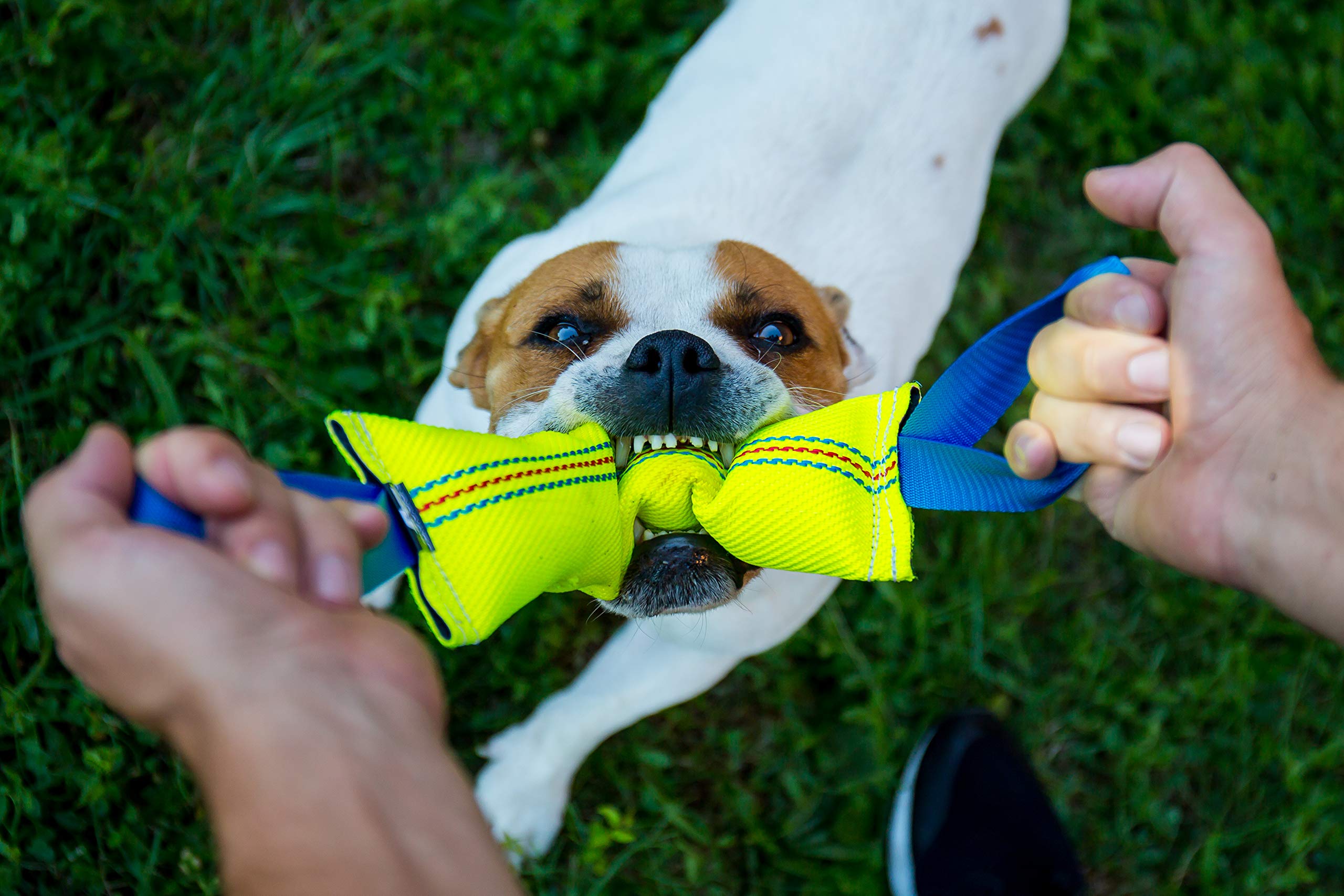 Bull Fit tug size 11.8 by 2.4 inches for medium to large dogs
