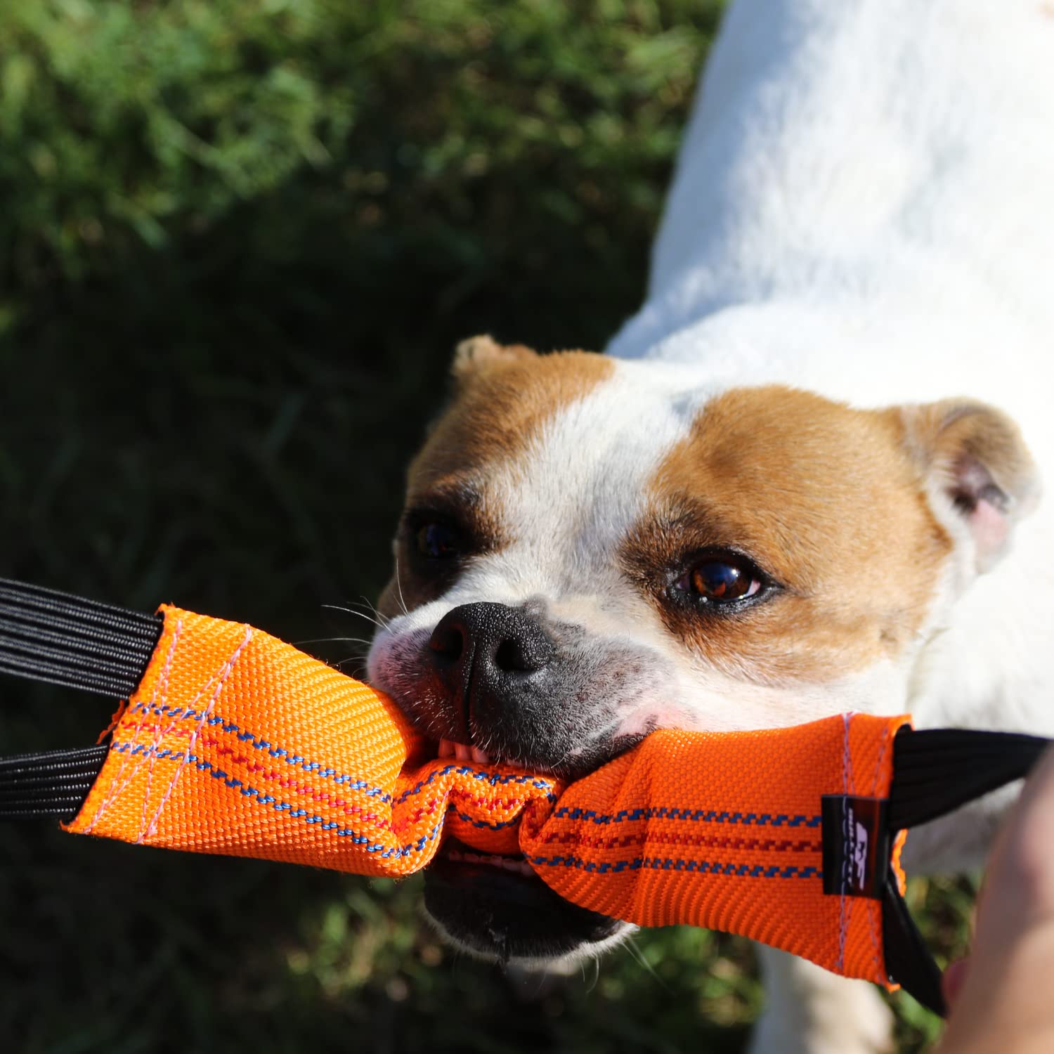Bull Fit dog tug toy in action suitable for indoor and outdoor fetch and tug-of-war training.