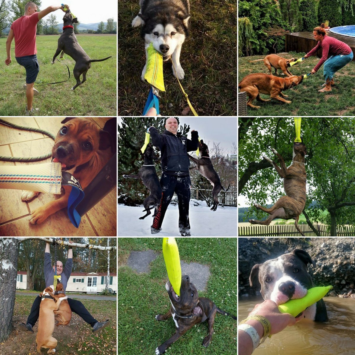 Bull Fit puppy-training tug used for obedience and focus rewards.