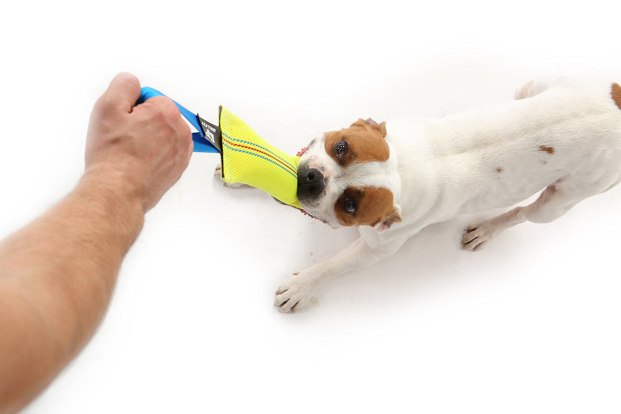 Bull Fit strong-handle tug in action during playtime.