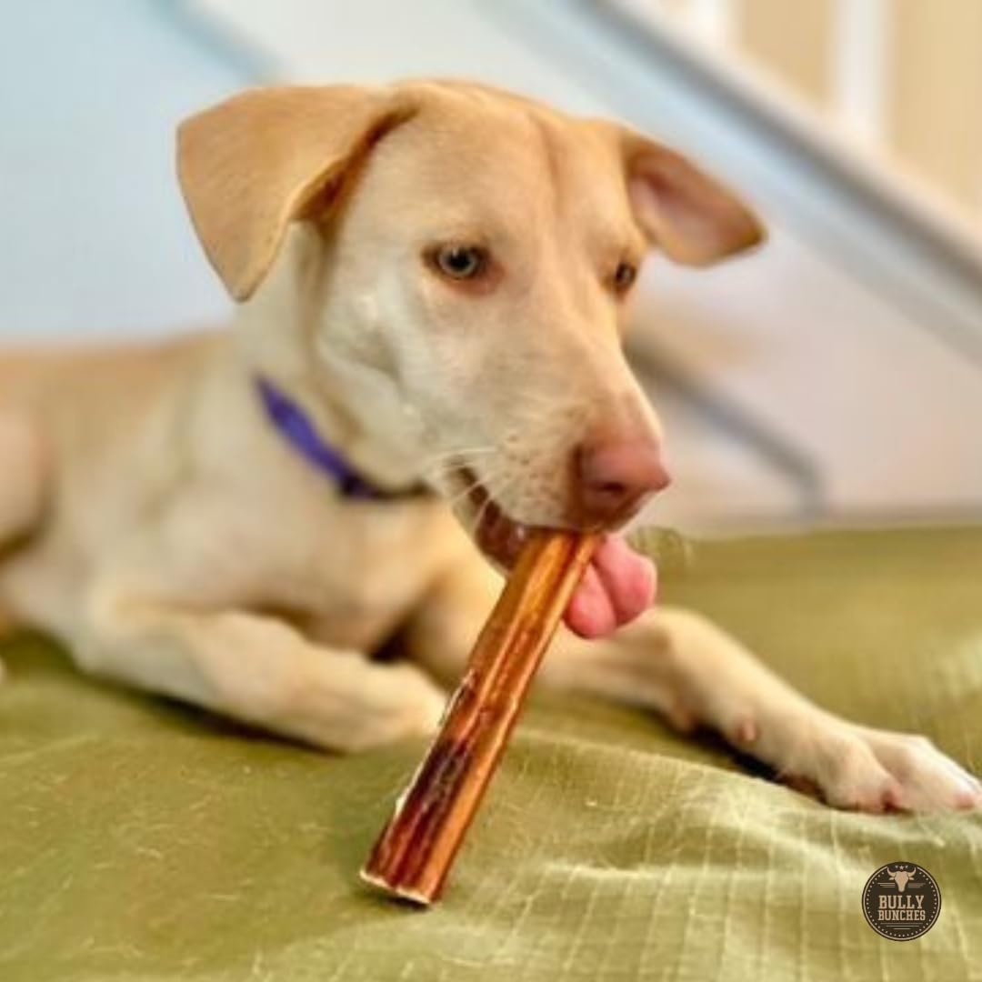 Bully Bunches dog-chew-session image captures calm chewing during routines.
