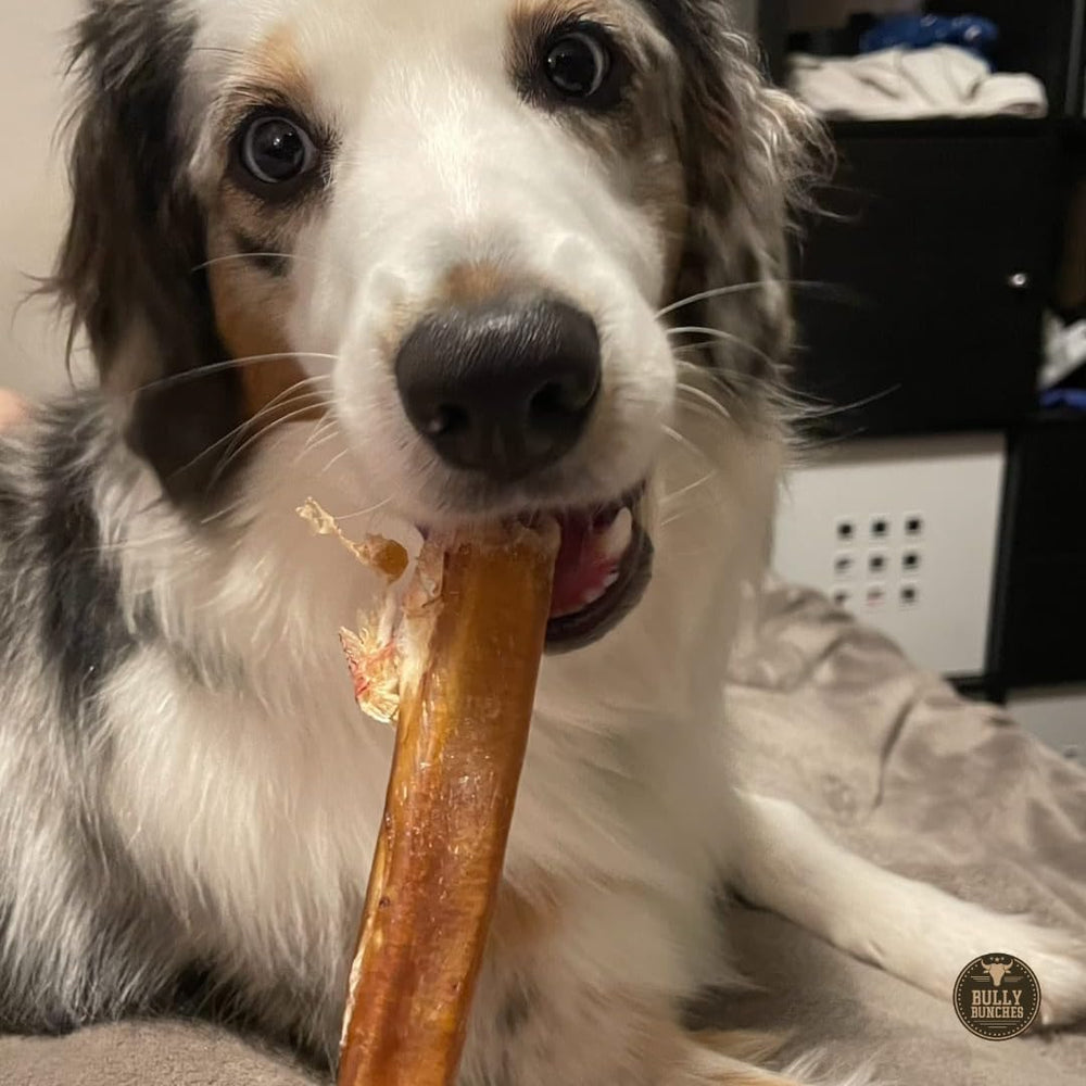 Bully Bunches long-lasting chew pack delivers value and ongoing entertainment