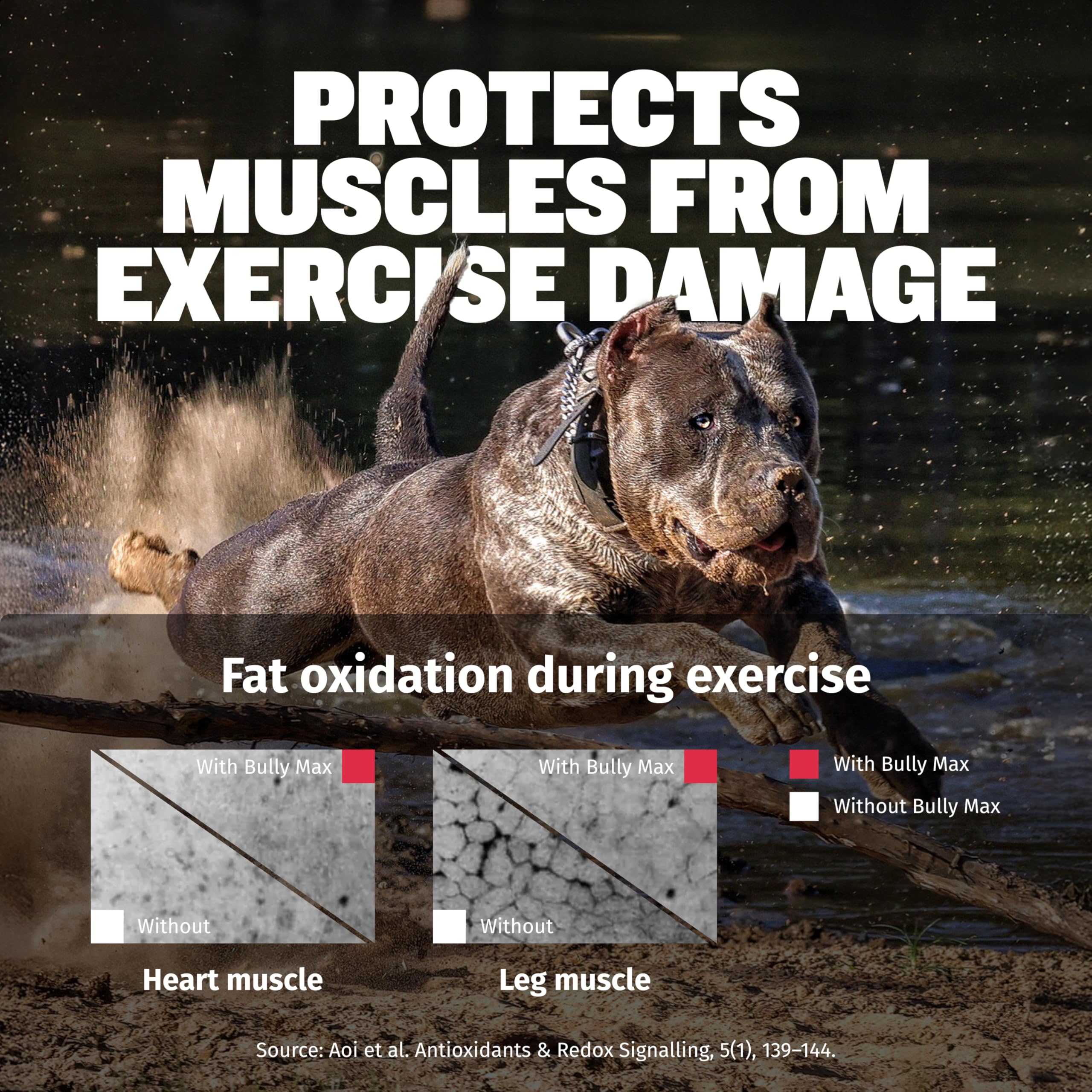 Bully Max liquid-muscle-builder-dog-coat-shine suggests skin and coat support through nutrients.
