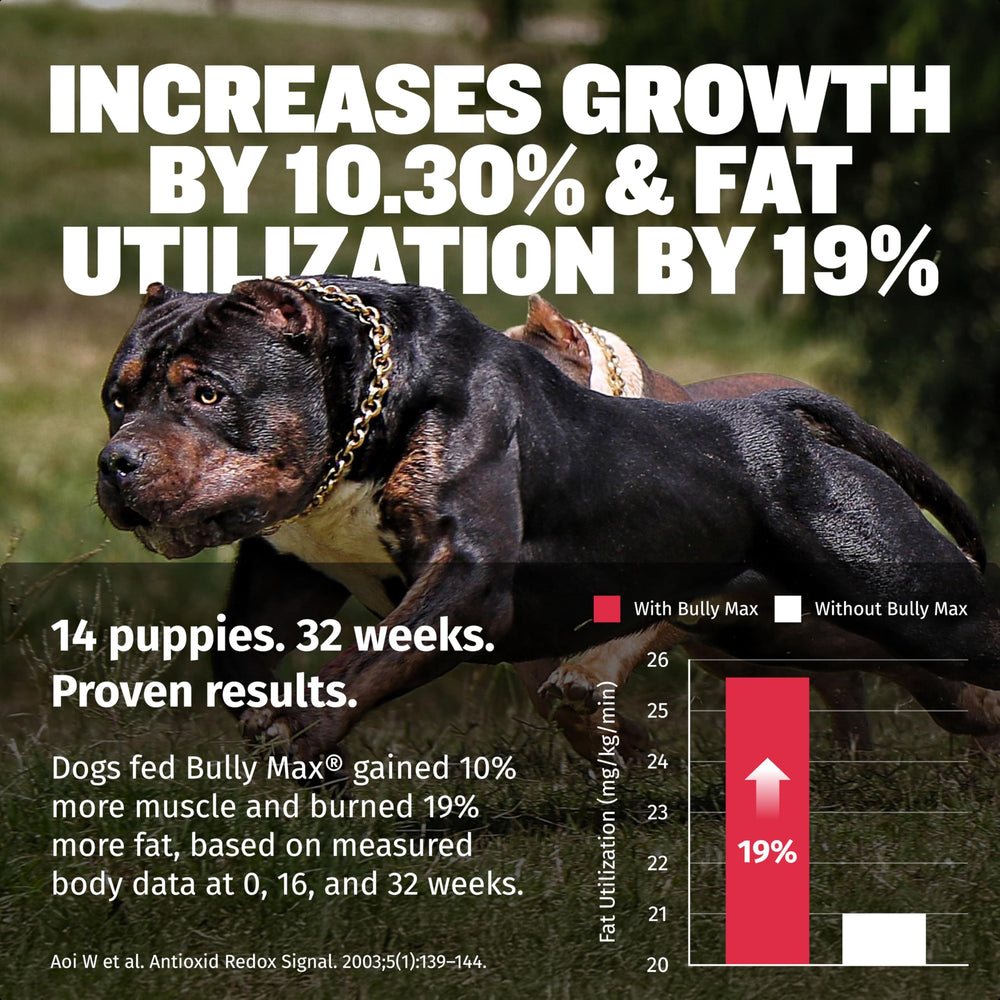 Bully Max liquid-muscle-builder-dog-running-energy captures enhanced vitality during workouts.
