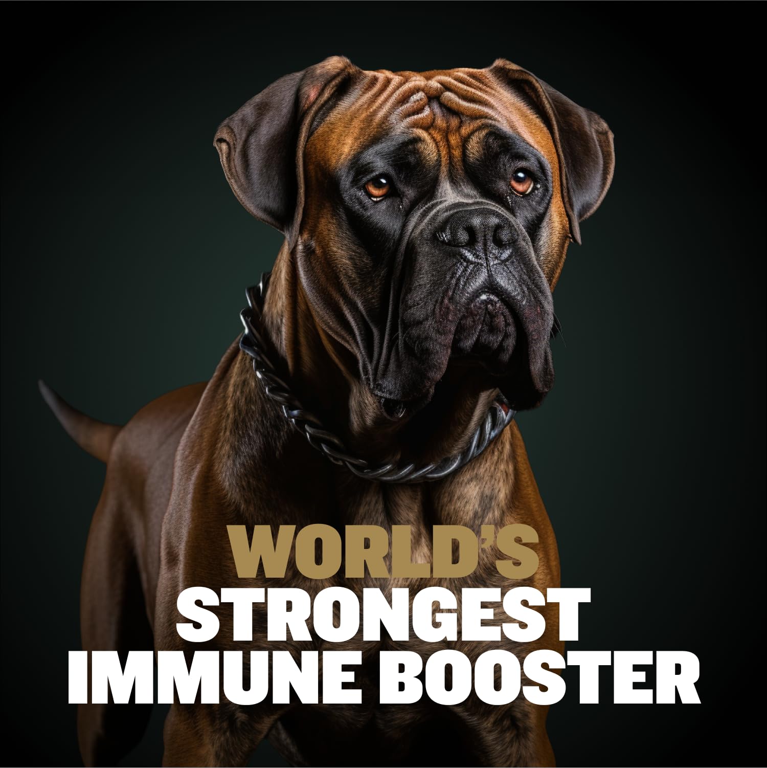 Soft-textured Bully Max Muscle Gain Chews, easy to chew.