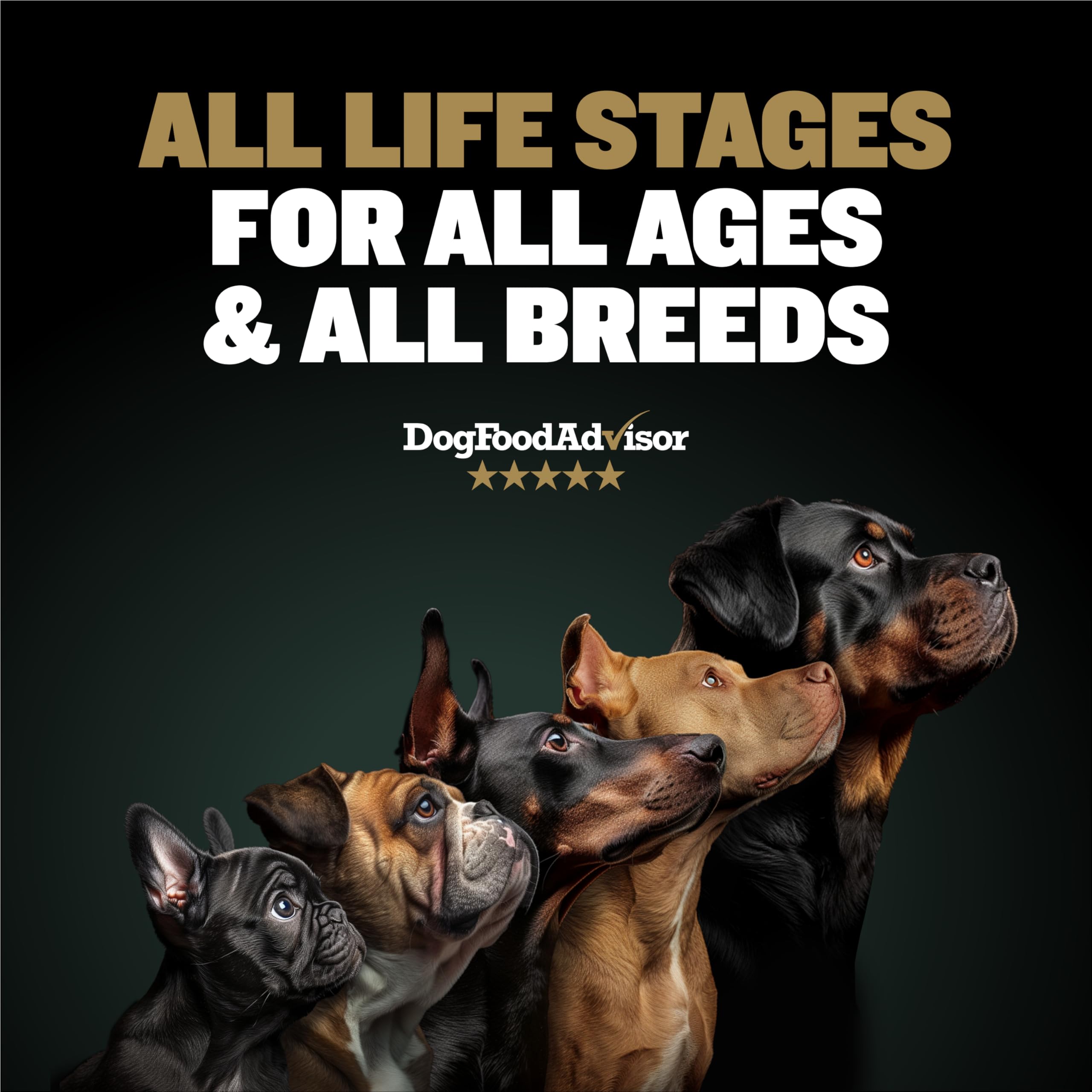 Bully Max Pro 2X chicken-flavor kibble served in a bowl for active dogs