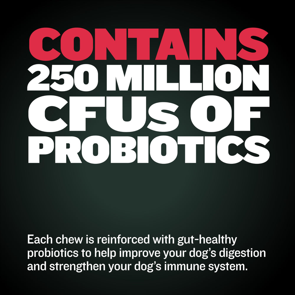 Bully Max Weight Gainer puppy enjoying chews demonstrates tasty growth support.