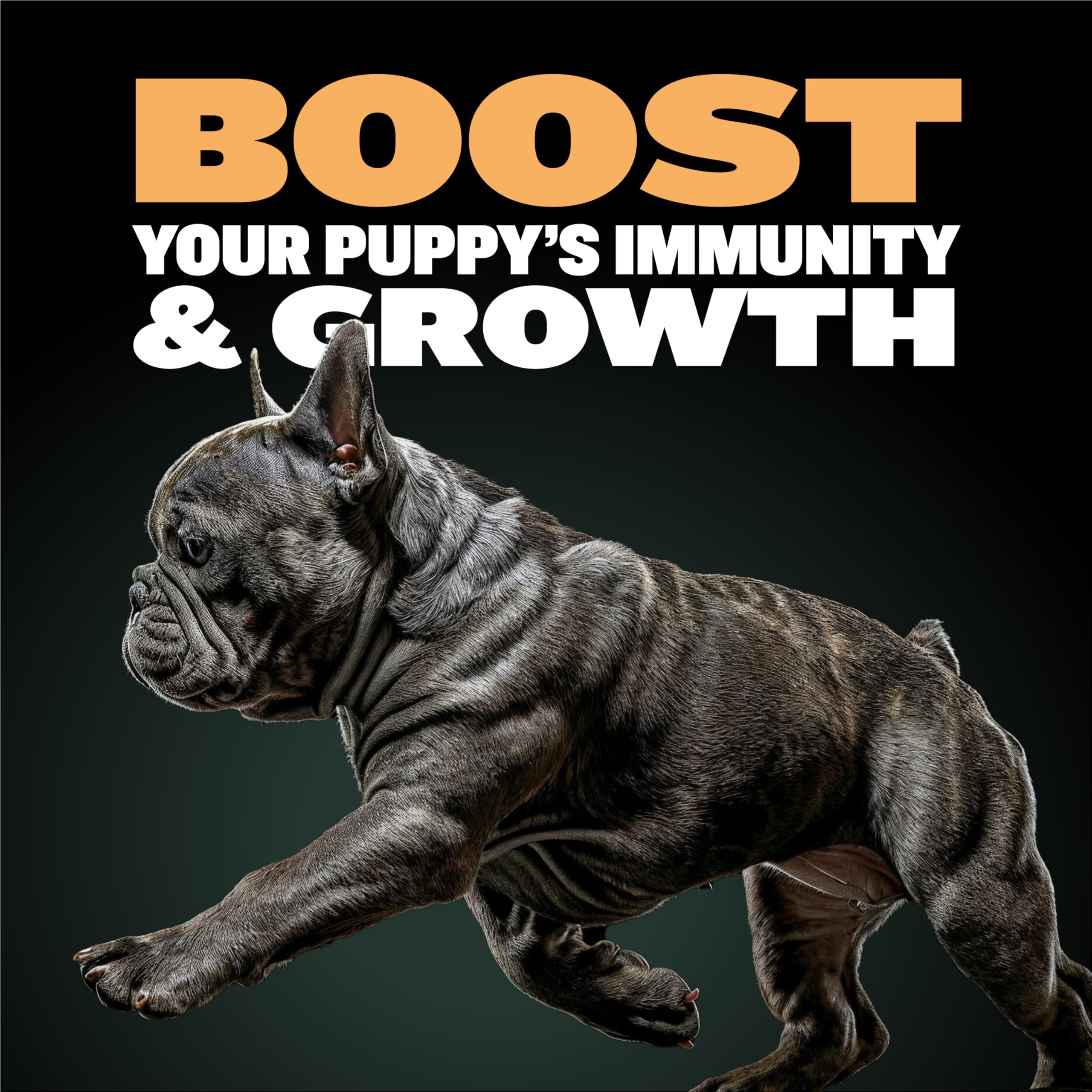 Puppy preparation with water for Bully-Max Wet Puppy Food rehydration.