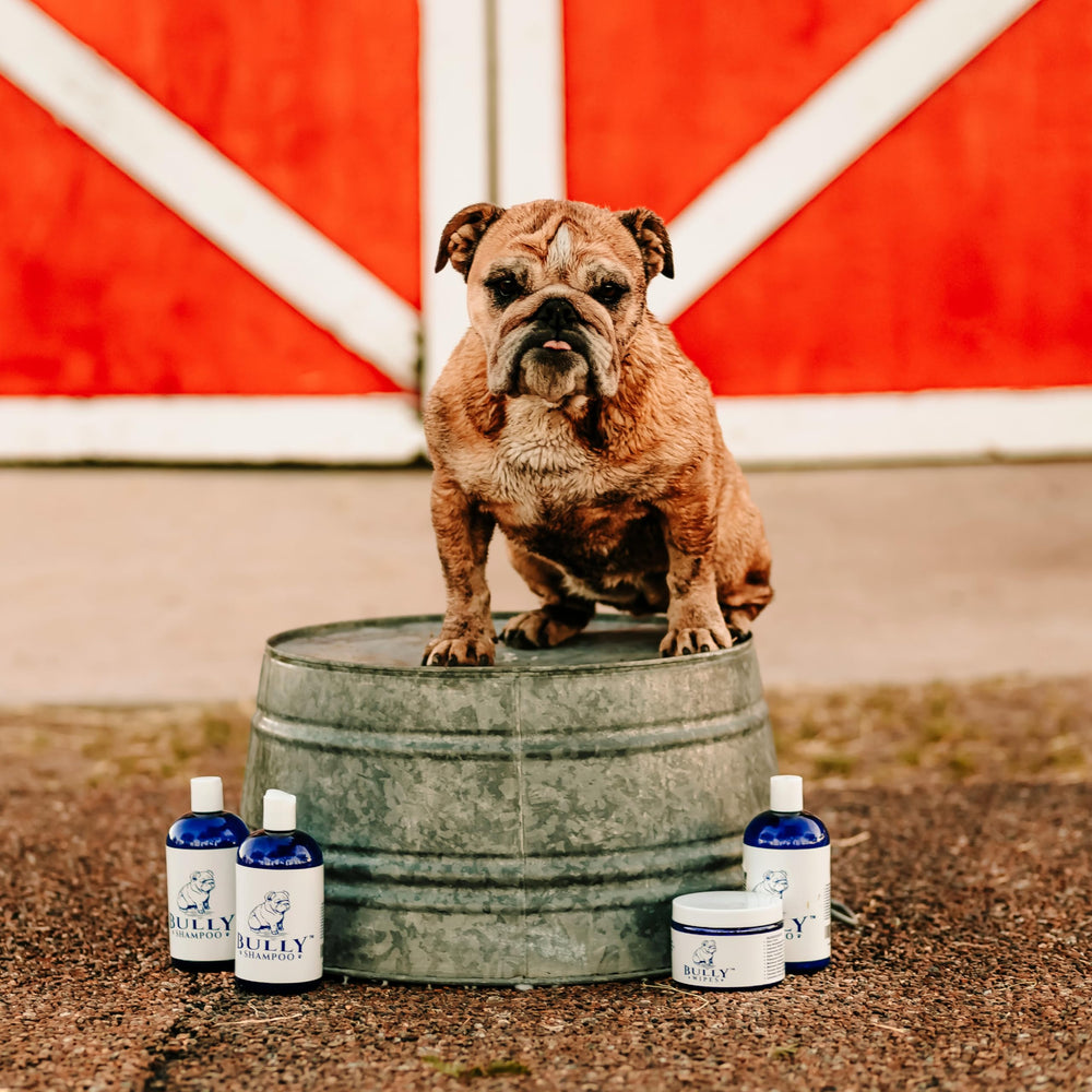 The Bully Company bully shampoo demonstrates skin-safe application for itchy or sensitive areas.