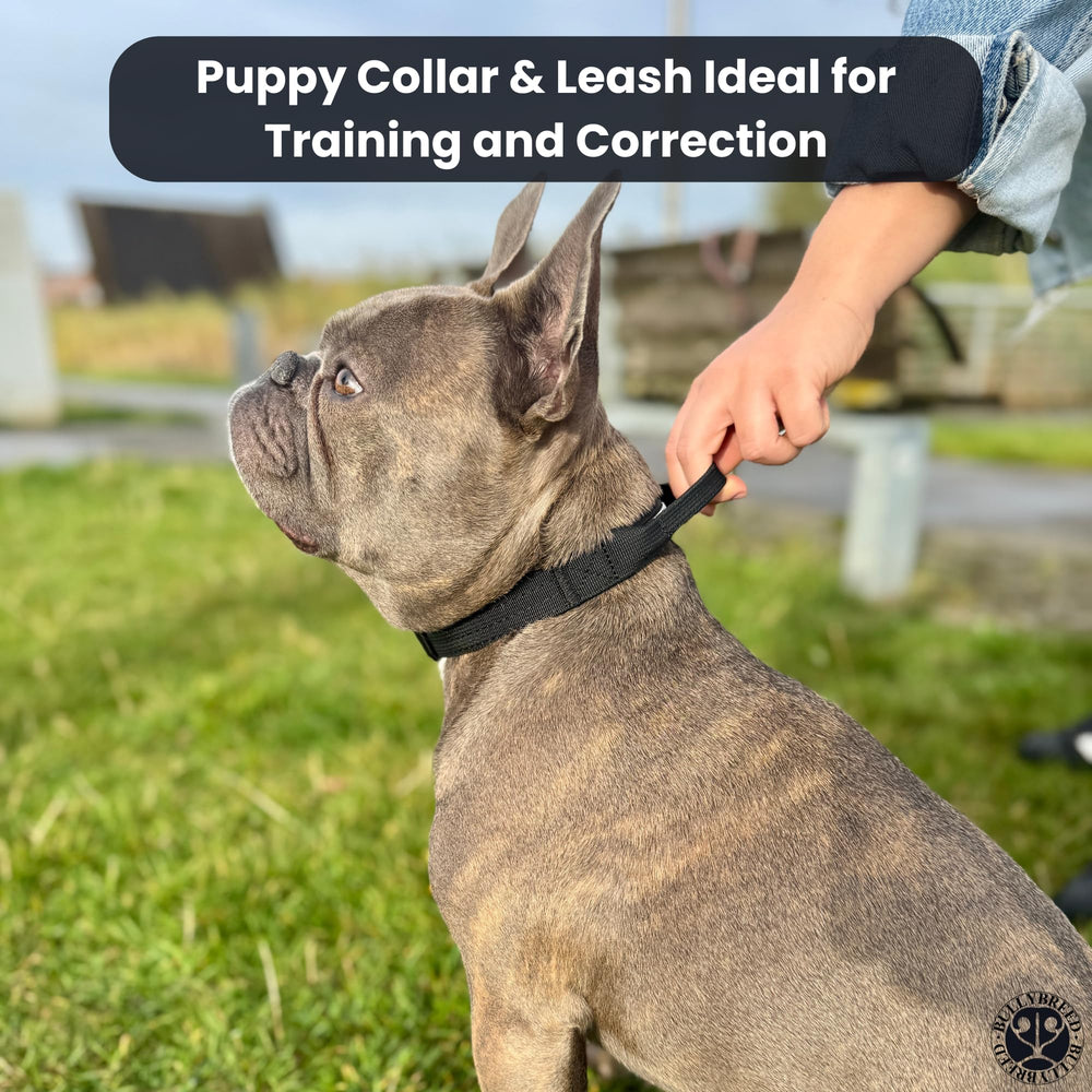 BULLYBREED Heavy-duty collar emphasized for strong breeds during training and handling.
