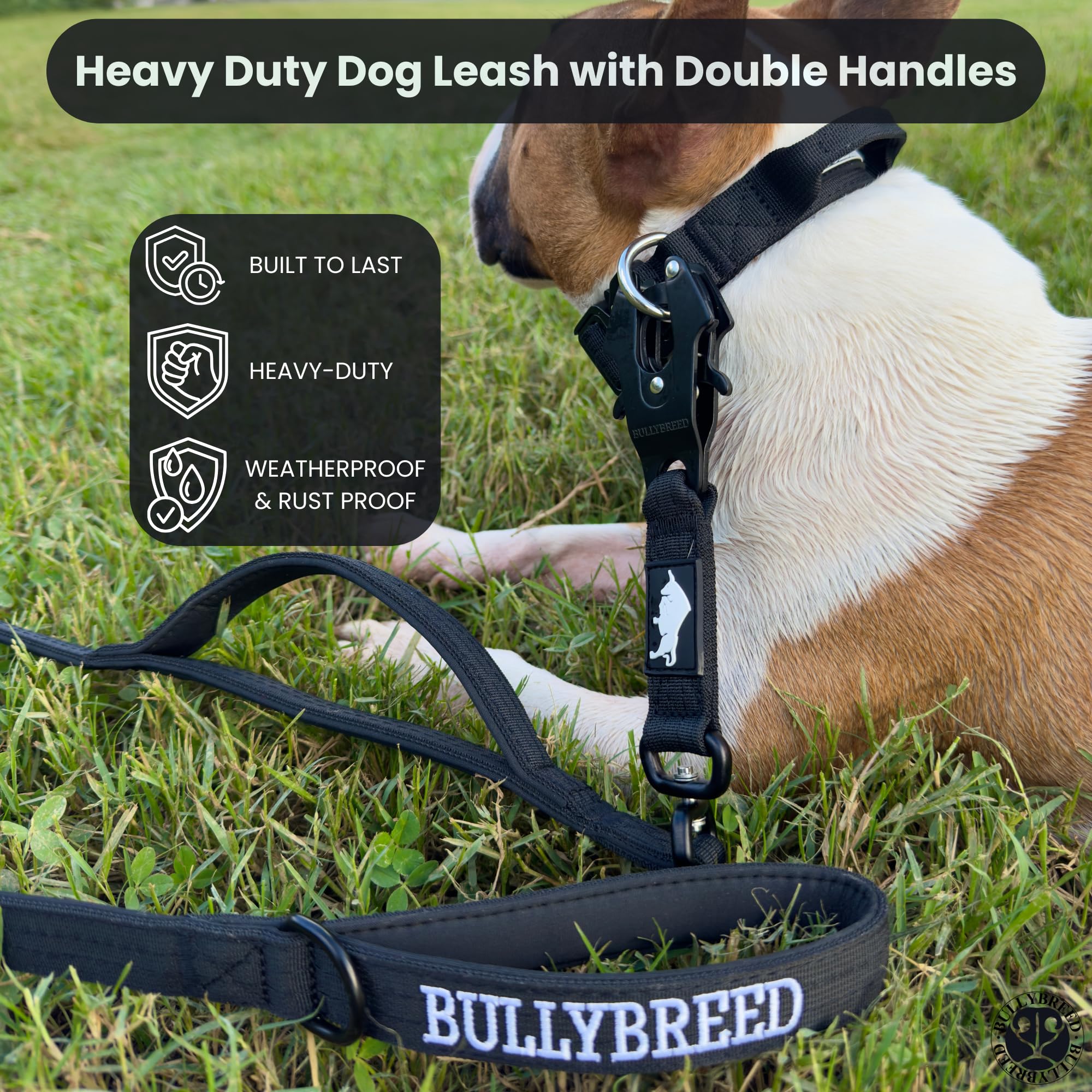 BULLYBREED Medium-dog fit collar designed for growing dogs and active routines.