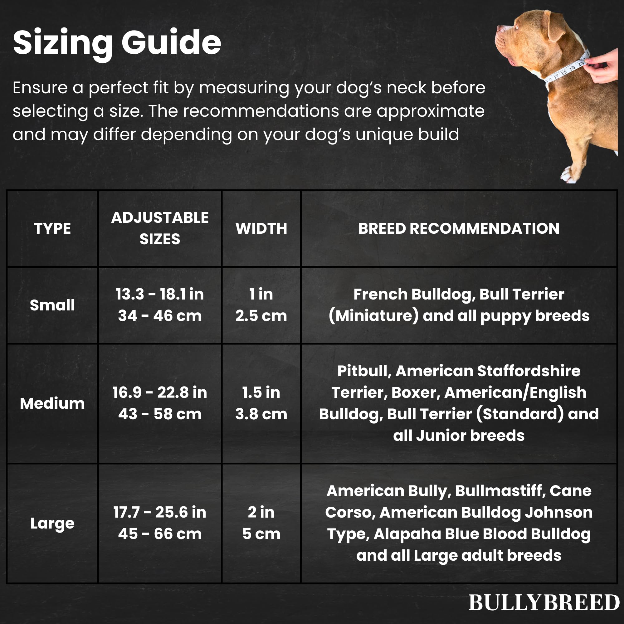 BULLYBREED Small-dog fit collar secured on a petite dog for everyday wear.