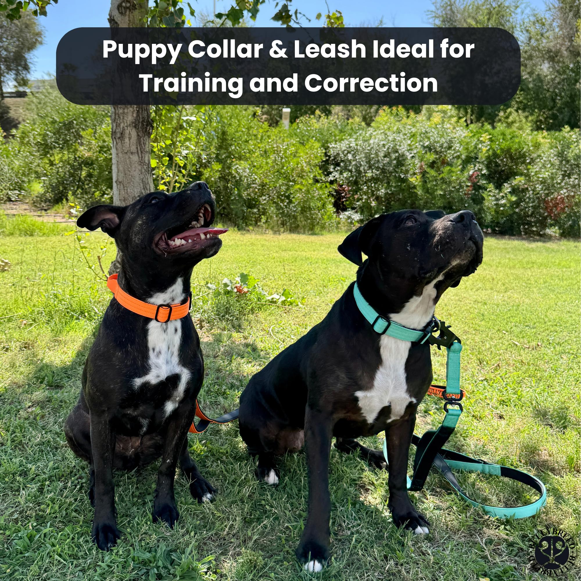 BULLYBREED Adjustable collar shows grow-with-dog versatility for small to medium dogs.