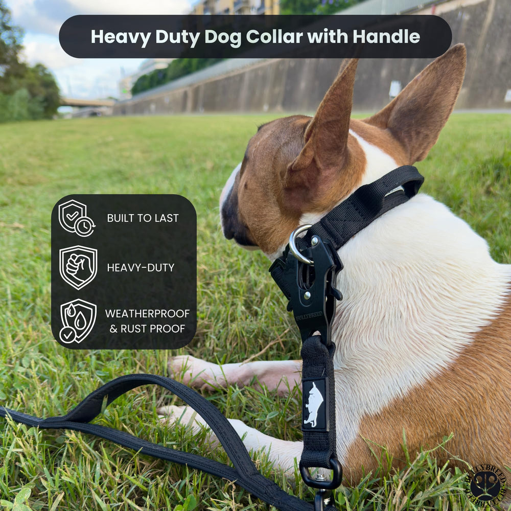 BULLYBREED Nylon Collar with Reinforced Handle shown for safe training and reliable control.