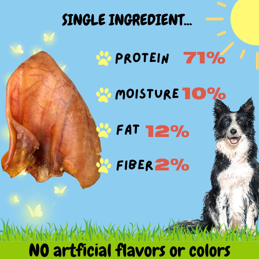 Bullysticks & More long-lasting chew pig ears showing durable chew sessions.